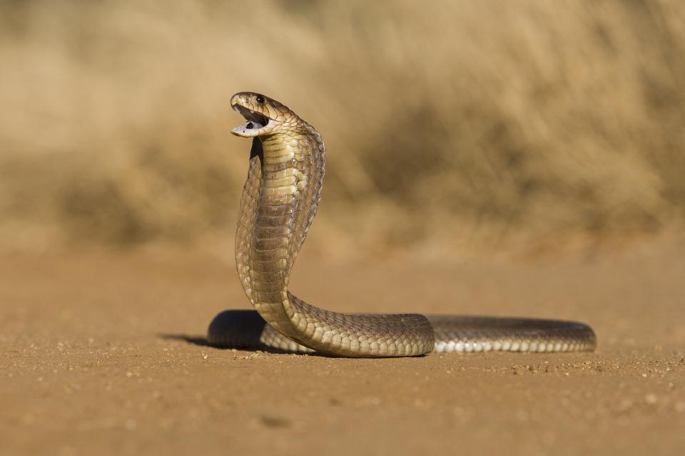 Penus Snake Penus Snake